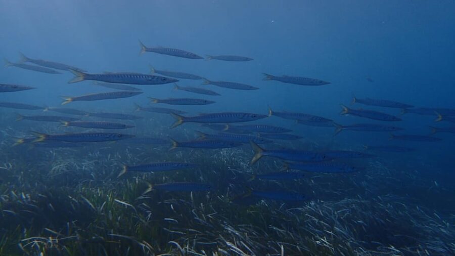 Santorini: Scuba Diving
