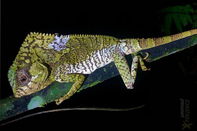 Sarapiqui Rain Forest Night Walk - Experience Highlights