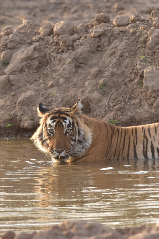 Sariska : Private Guided Tiger Safari in Gypsy - Safari Overview and Pricing