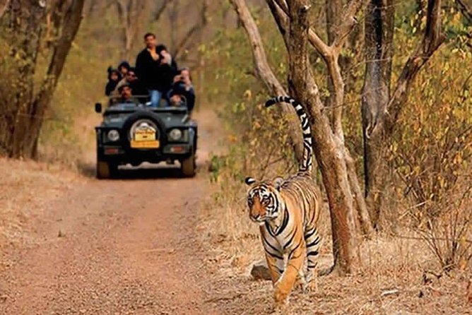 Sariska Tiger Reserve Safari Tour From Jaipur