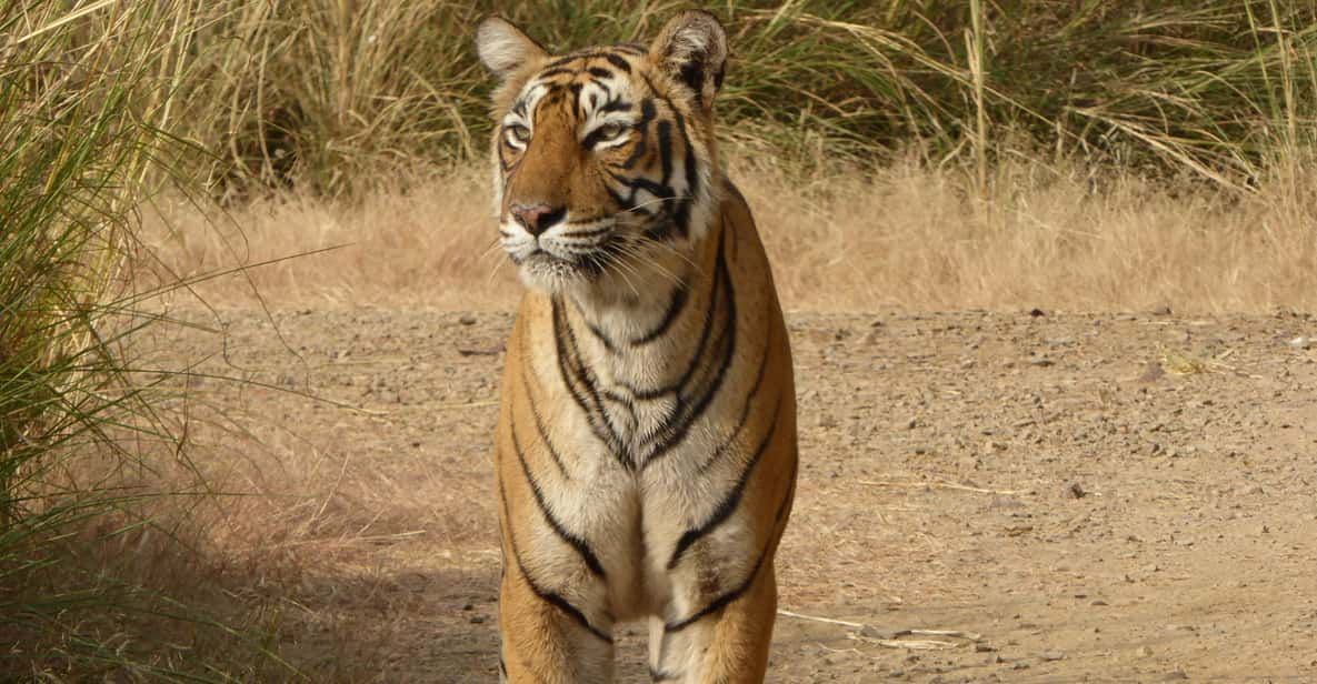 Sawai Madhopur: Ranthambore National Park Safari - Location and Pricing