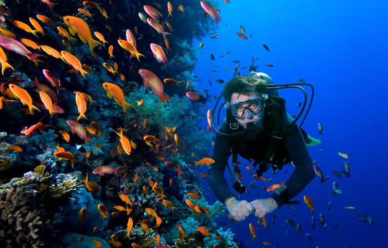 Scuba Dive in Bulldog Reef, Kalpitiya - Experience Highlights