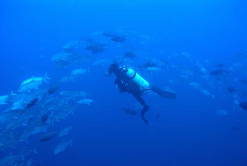 Scuba Dive in Shark Alley - Dive Site Details