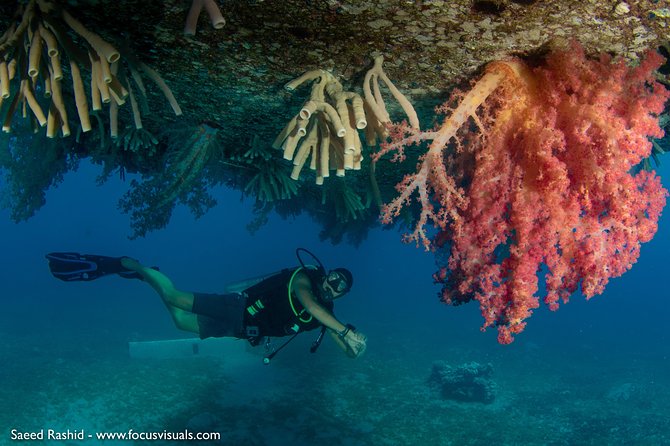 Scuba Diving for Certified Divers