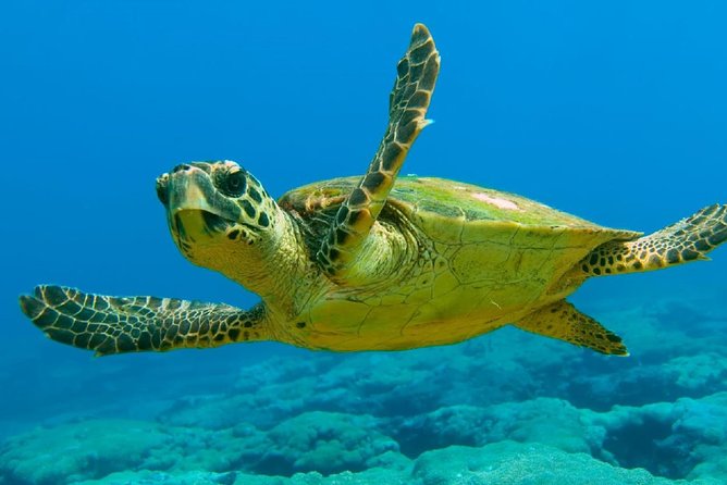 Scuba Diving From Dalyan - Marine Life in the Aegean Sea