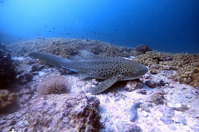 Scuba Diving Trips to Dimaniyat Islands