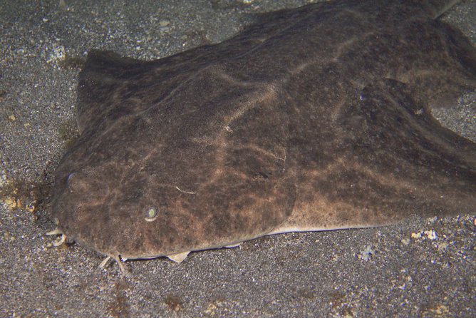 Scuba Night Dive on Tenerife With SCUBANANA