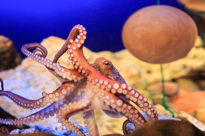SEA LIFE Konstanz Admission Ticket