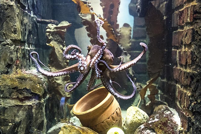 SEA LIFE Oberhausen Admission Ticket