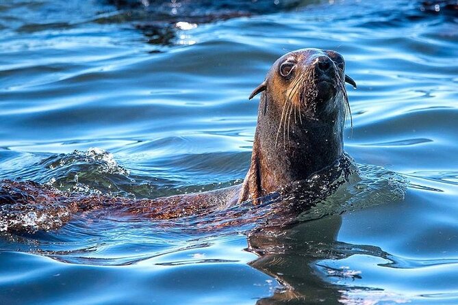 Seal Snorkeling Experience in Cape Town - Overview of the Experience