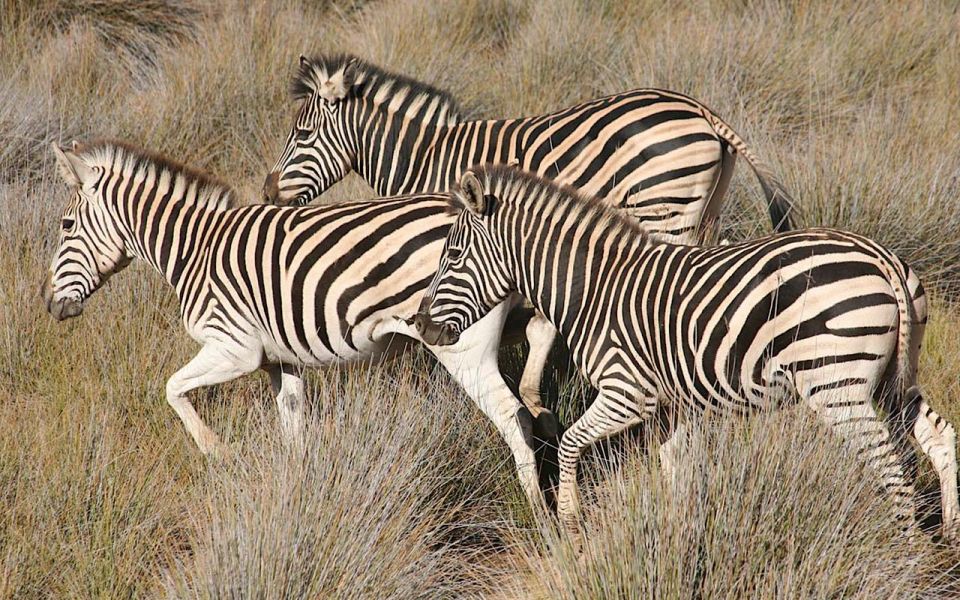 Self Drive Aquila Safari Reserve Early Morning Game Drive - Overview of the Activity