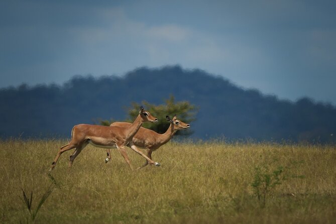 Selous Luxury Day Safari With Photographer