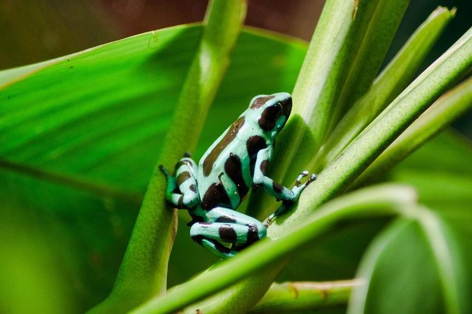 Selvatura Park: Herpetarium Tour in Monteverde