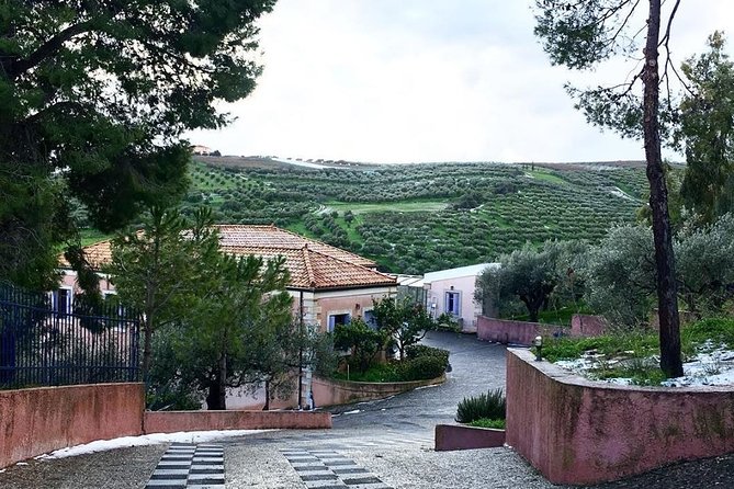 Semi Private Wine and Olive Oil Tour (Transfer & Lunch Incl.)