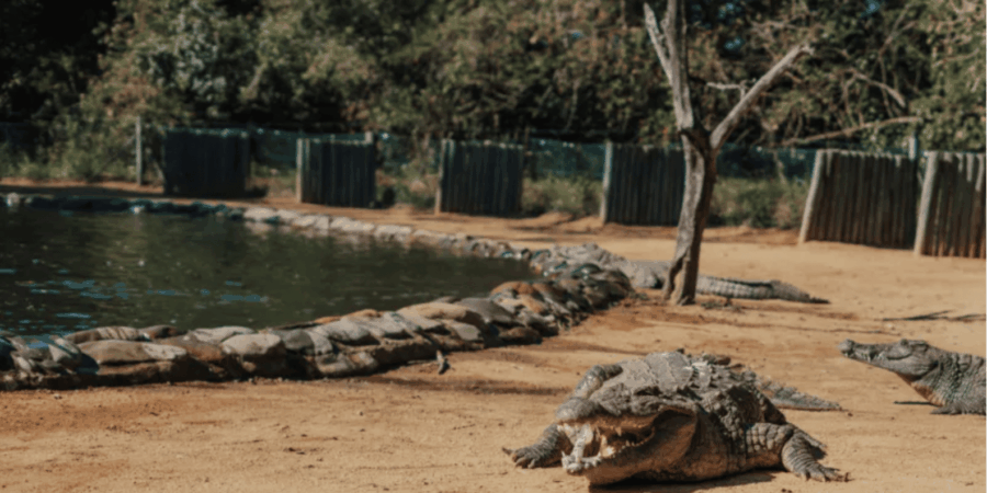 3 Best 1 Hour Tours and Experiences in South Africa