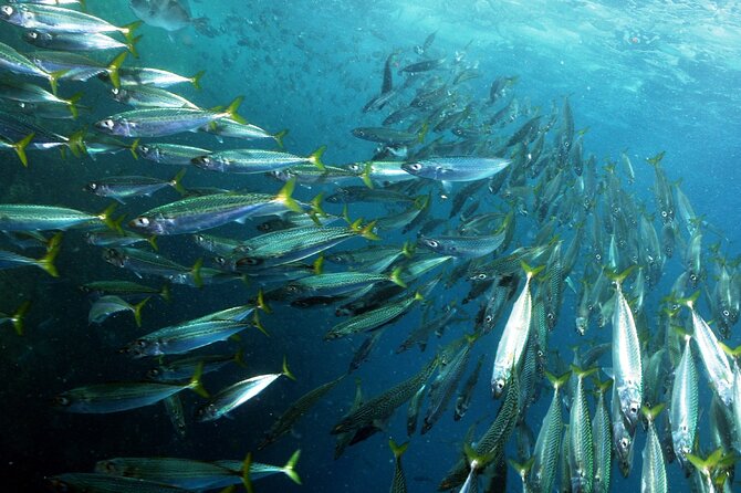 Sesimbra Small-Group Snorkeling Tour  – Setubal District