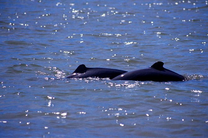 Shared Mangrove & Irrawaddy Dolphin Watching Cruise
