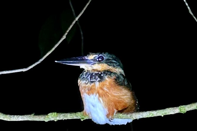 Shared Night Tour Forest Experience in Manuel Antonio