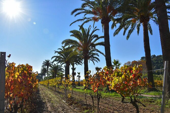Shared Tour - Wine Tour From Saint Tropez