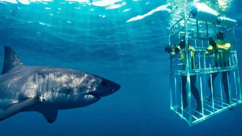 Shark Cage Diving Private Tour With Transport From Cape Town - Tour Overview