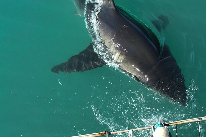 Shark Cage Diving Viewing Only