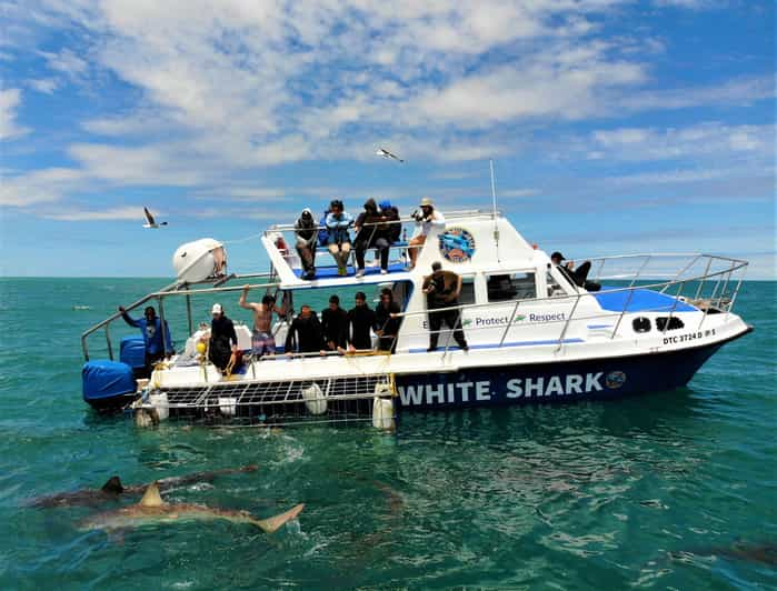 Shark Cage Diving With Transport From Cape Town - Booking Information