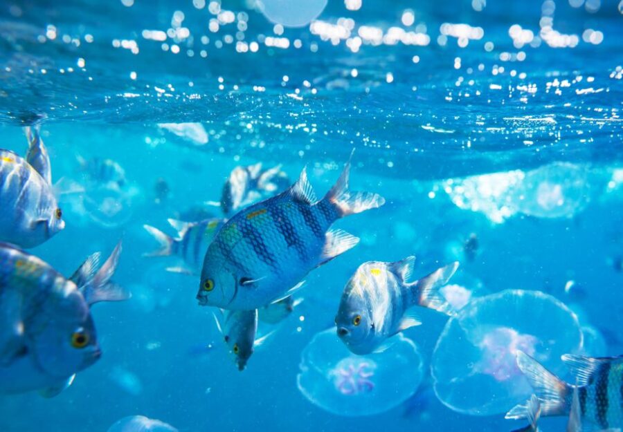 Sharm El-Sheikh: Glass Bottom Boat Coastal Tour