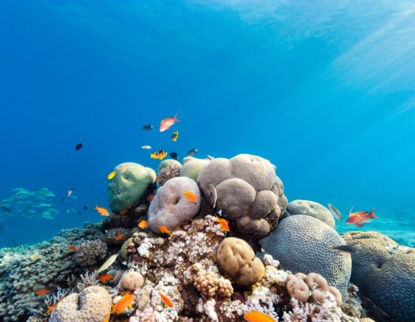 Sharm El Sheikh: Tiran Island Boat Trip W Private Transfers