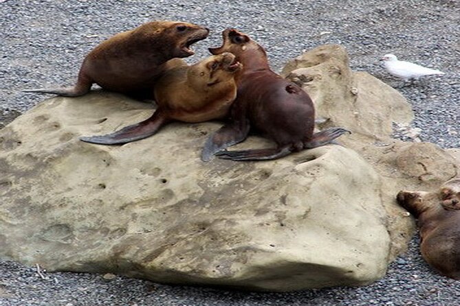 Shore Excursion Punta Loma Sea Lions Reserve Including Puerto Madryn City Tour