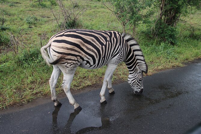 Shore Excursion Richards Bay Big 5 Safari Experience - Tour Overview