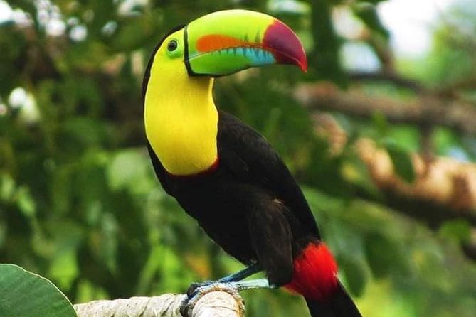 Shore Excursion: Roatan Super Man Zip Line Adventure