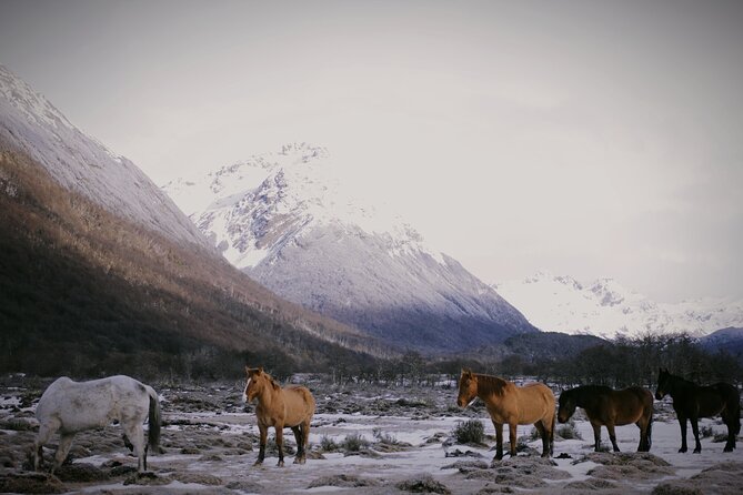 Short Trekking to Vinciguerra Glacier and Laguna Tempanos