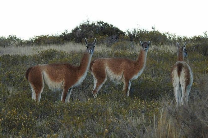 SIB Cruise Shore Excursion Peninsula Valdes - Pto Madryn - Patagonia Argentina