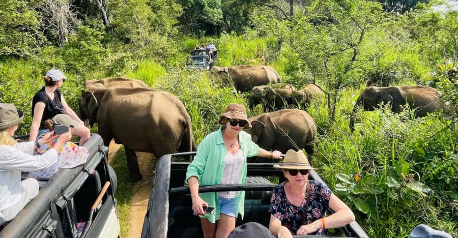 Sigiriya/Dambulla/Habarana: Minneriya National Park Safari