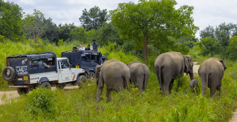 Sigiriya Fortress and Wildlife Safari, Budget Tour - Itinerary