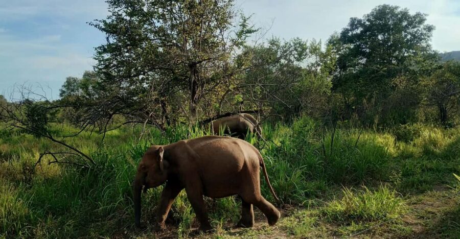 Sigiriya; Minneriya Elephant Safari & Village Tour