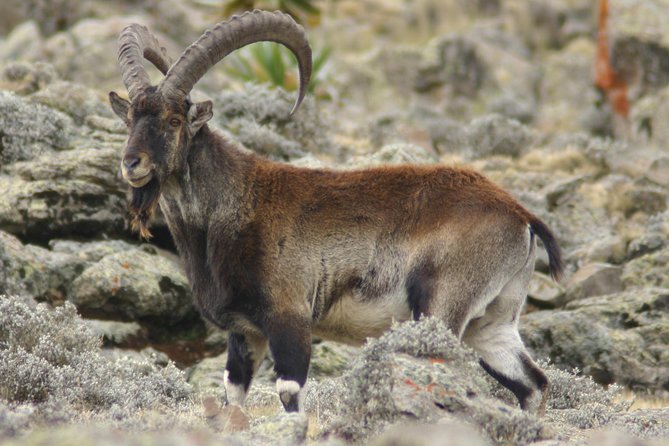 Simien Mountains National Park – 7 Day Trek - Inclusions and Services