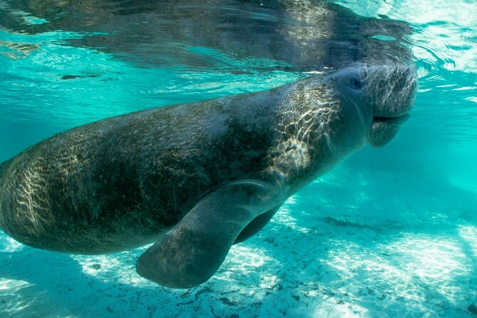 6 Best Kayak And Canoe Tours In Fort Myers