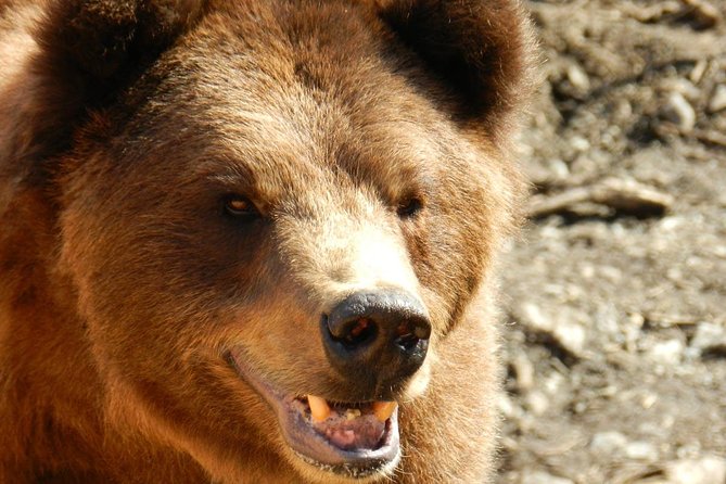 Sitka Scenic Tour - Tour Overview