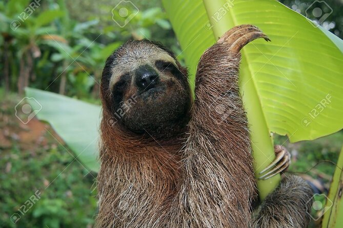 Sloth, Frog and Waterfall Tour in the Rainforest Including Lunch