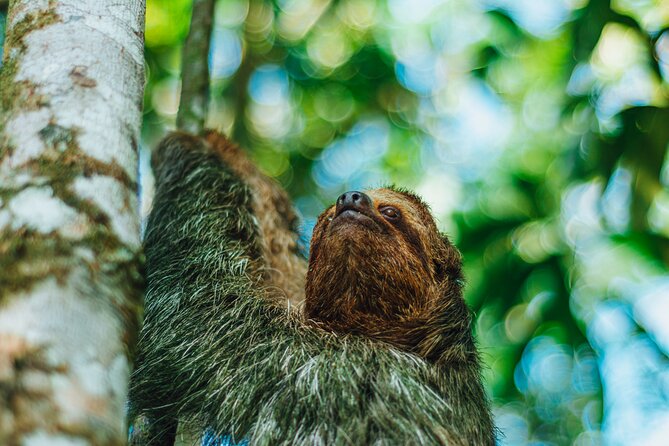 Sloth Tour in La Fortuna - Arenal . NATURAL HABITAT - Tour Overview