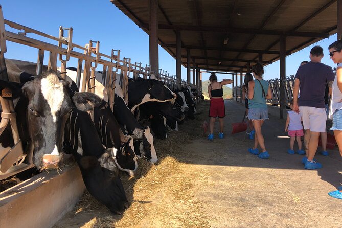 Small Group Cheese Making and Tasting From the Island of Baleares - Exploring the Formatges Sa Roqueta Farm