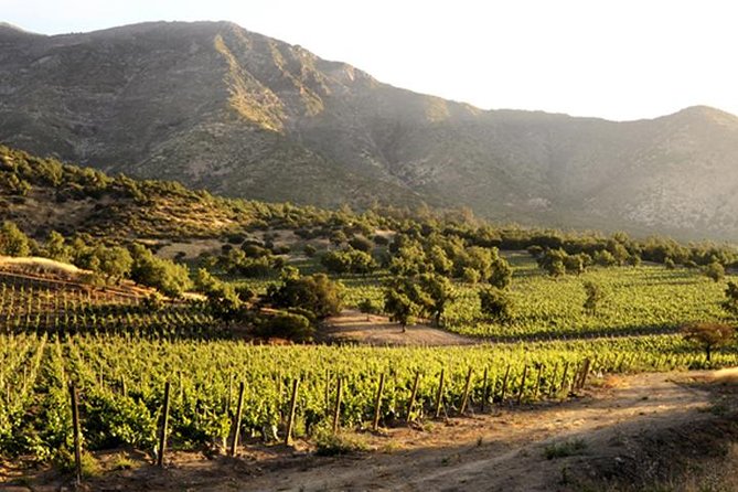 Small-Group Maipo Vineyards Full-Day Experience With Optional Lunch