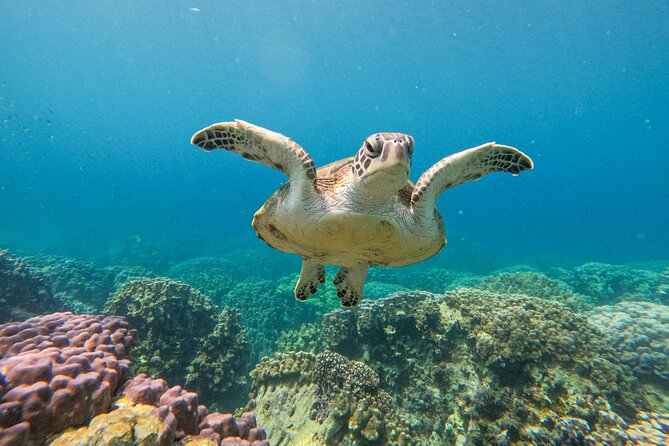 Snorkeling Adventure to Daymaniat Islands