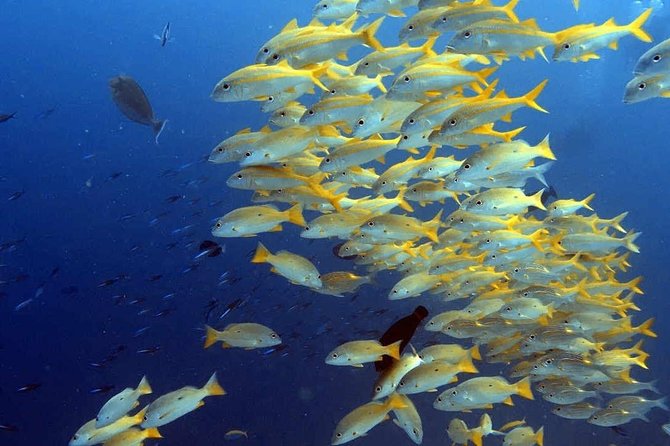 Snorkeling at Mnemba Atoll - Overview of Mnemba Atoll