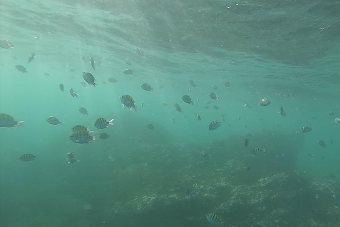 Snorkeling Costa Rica - Overview of the Experience