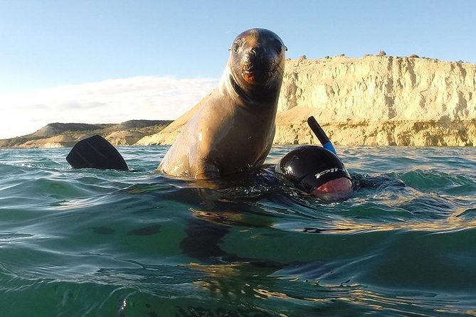 Snorkeling With Sea Lions - Tour Details