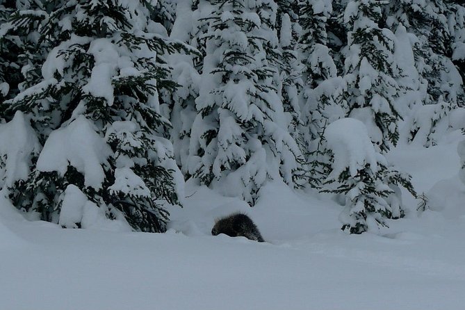 Snowshoe in Kananaskis Country