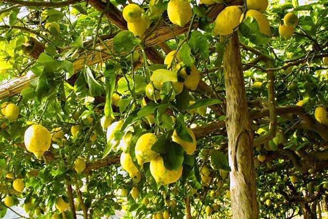 Sorrento Walking Tour With Limoncello Tasting