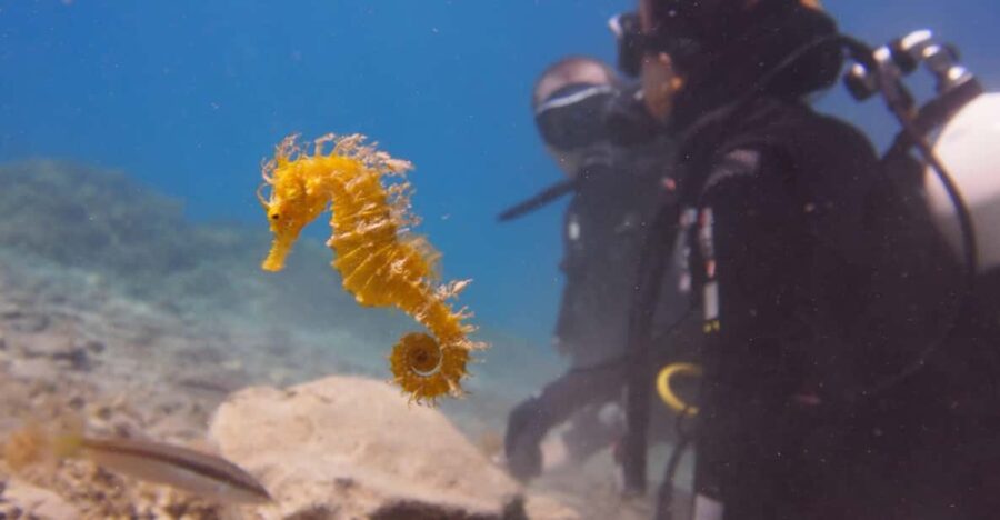 Split-Makarska-Brela Try SCUBA Dive